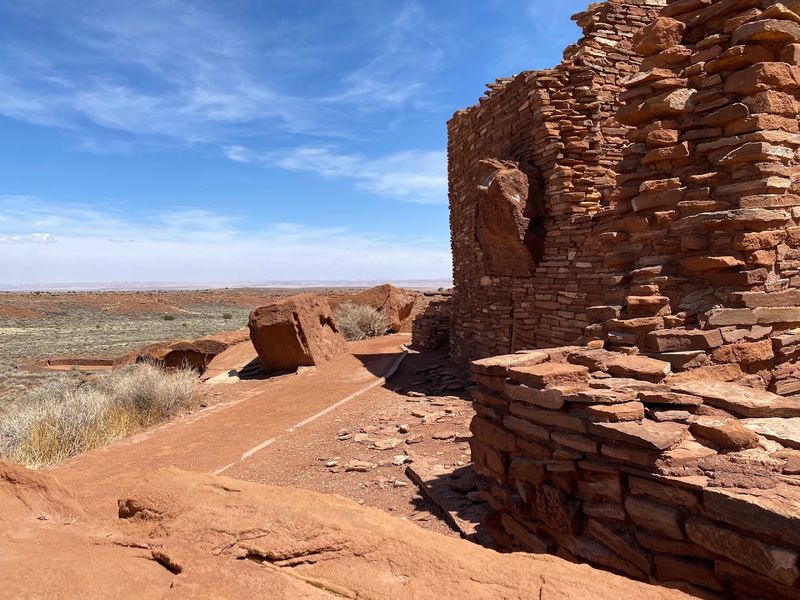 Wildlife and Desert Ecology: More Alive Than It Looks