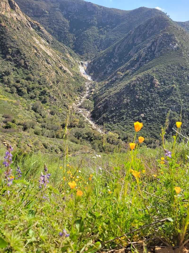 Wildlife and Nature Along the Trail: More Than Just Waterfalls