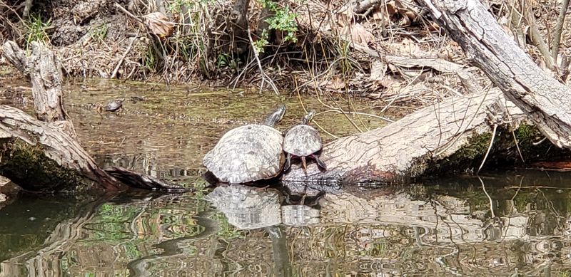 Wildlife and Nature Watching Around the Water