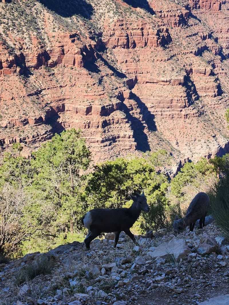 Wildlife and Scenery: The Living Canvas of the Canyon Wildlife and Scenery: The Living Canvas of the Canyon