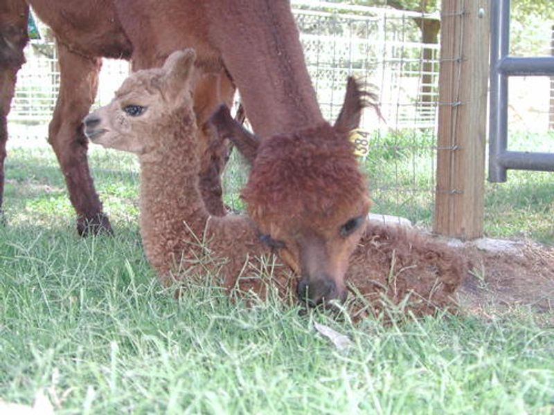 Witnessing New Life: Baby Alpacas on the Farm
