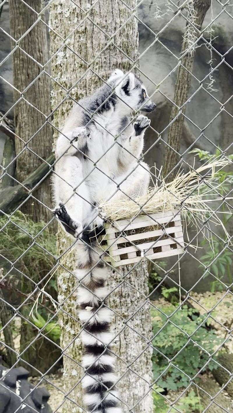 Wolves, Panthers, Lynx, and Other Surprising Residents