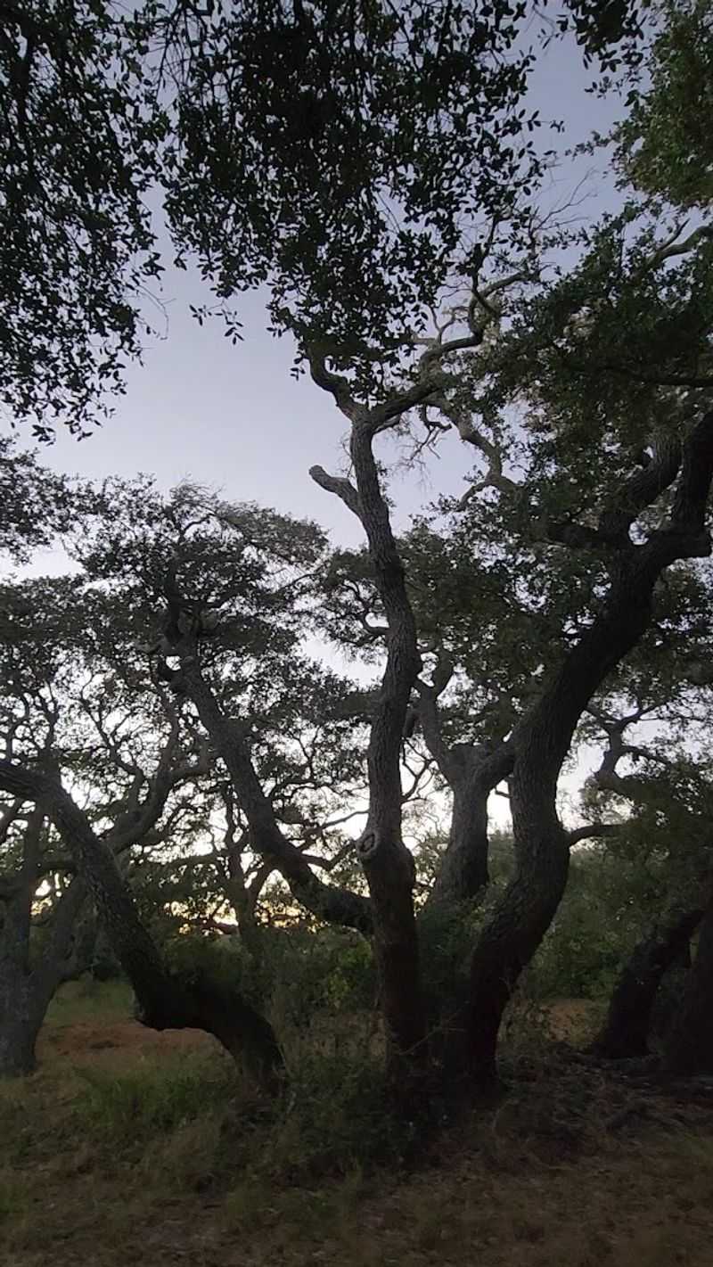 Wooded Campsites Tucked Among Shady Live Oaks Wooded Campsites Tucked Among Shady Live Oaks
