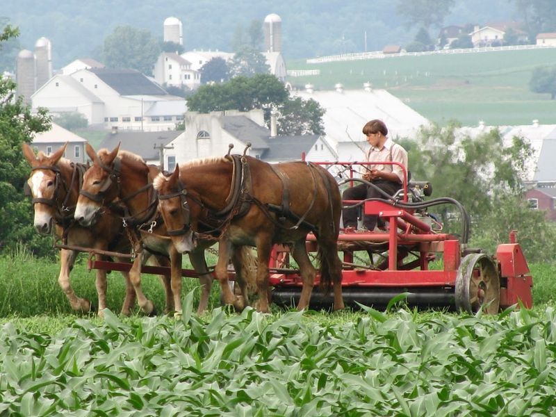Working Amish Farms Right on the Roadside Working Amish Farms Right on the Roadside