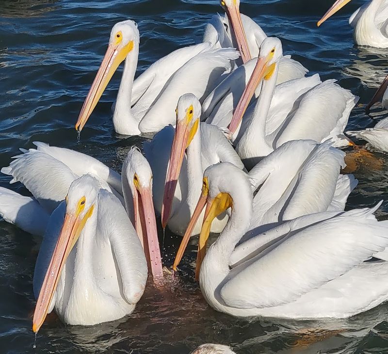 World-Class Birdwatching on the Texas Coastal Birding Trail World-Class Birdwatching on the Texas Coastal Birding Trail