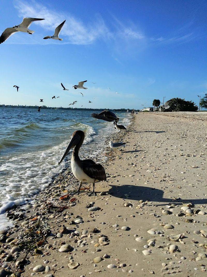 World-Class Shell Collecting Right Off the Causeway