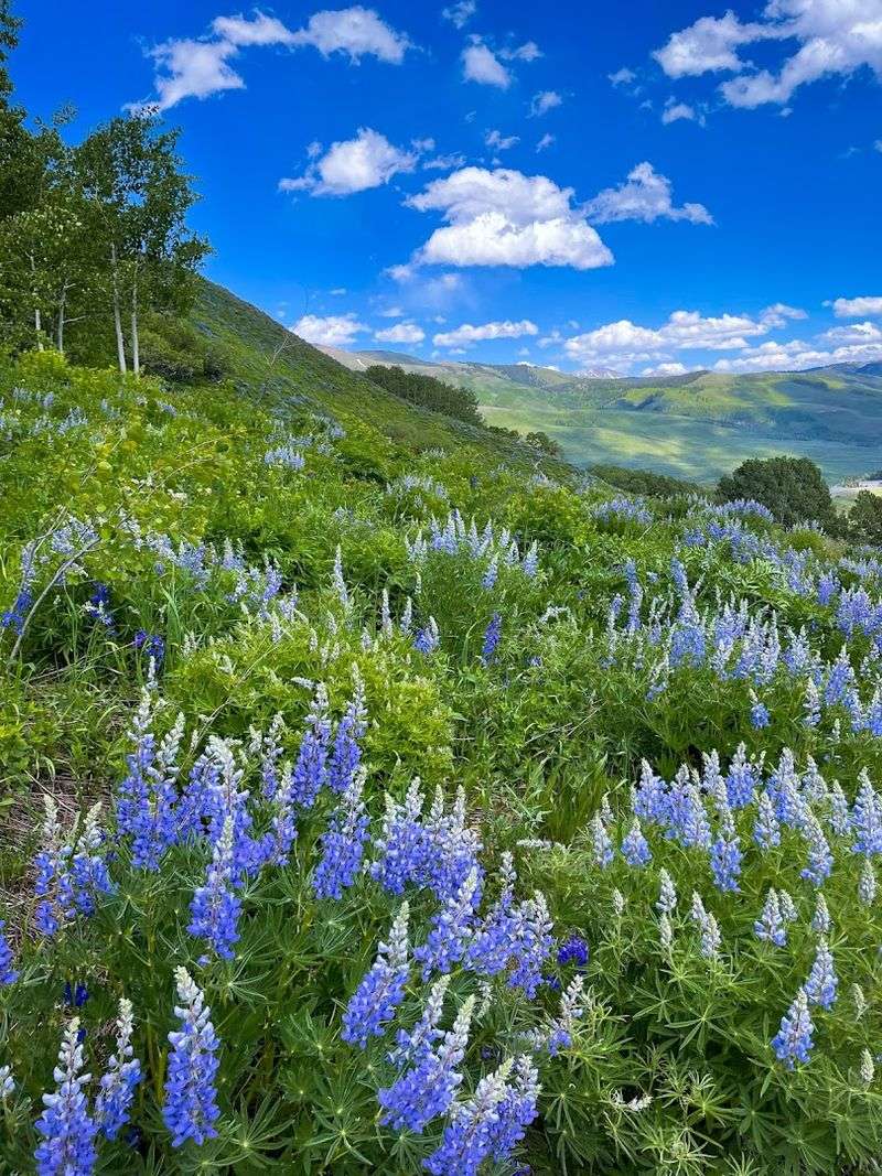 World-Class Wildflower Meadows You Have to See