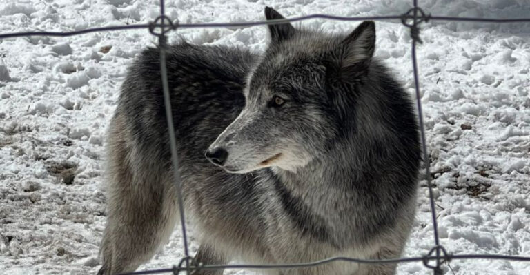You can get up close with wolves at this one-of-a-kind Colorado ranch unlike anywhere else in the state