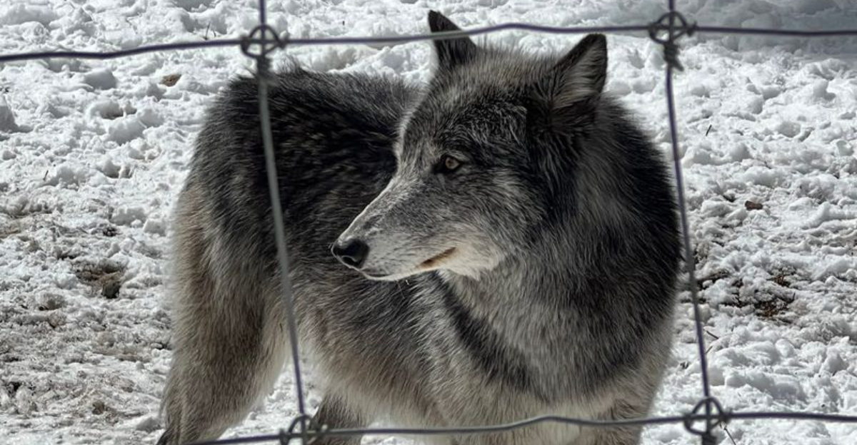 You can get up close with wolves at this one of a kind Colorado ranch unlike anywhere else in the state