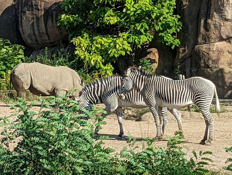 Zebras