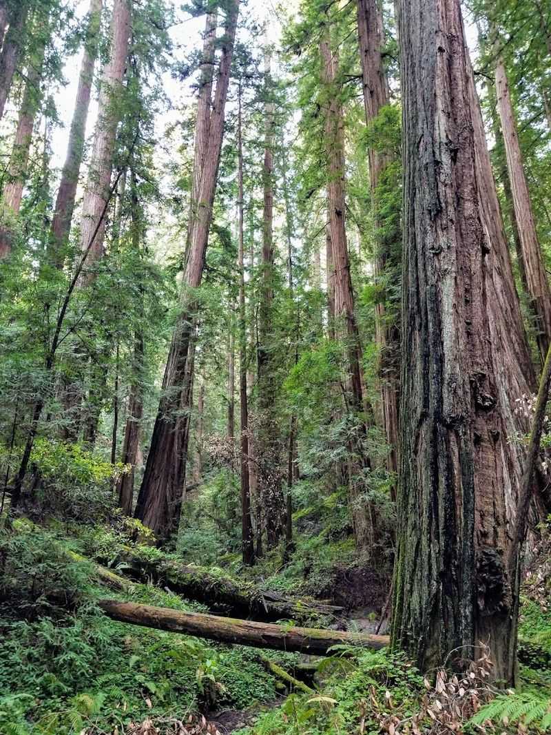Zero Cell Service: The Ultimate Digital Detox