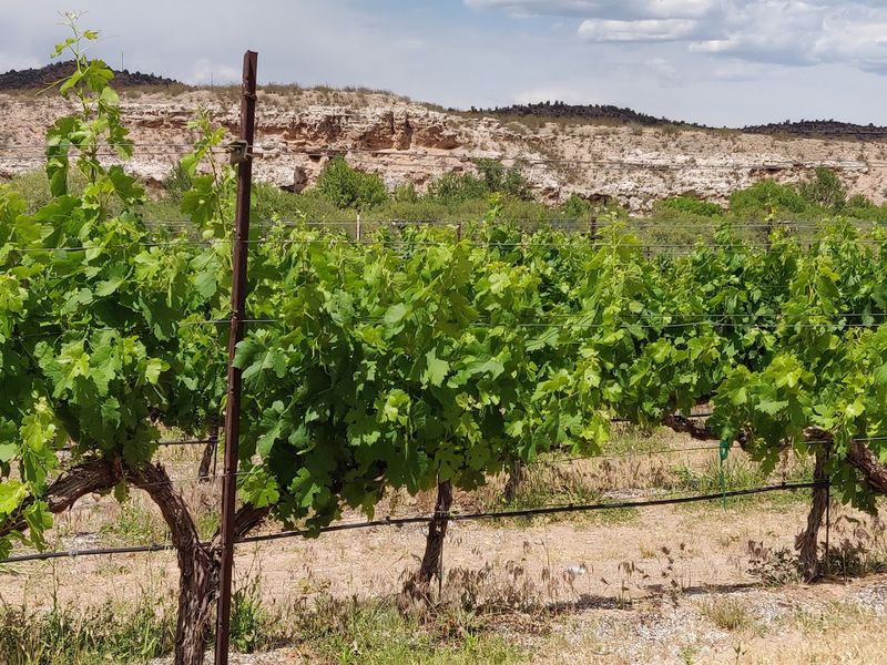 20,000 Vines Growing in the Arizona Sun 20,000 Vines Growing in the Arizona Sun