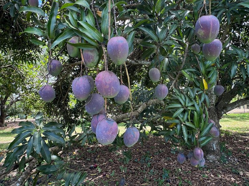 240-Plus Varieties of Mango You Have to See to Believe 240-Plus Varieties of Mango You Have to See to Believe