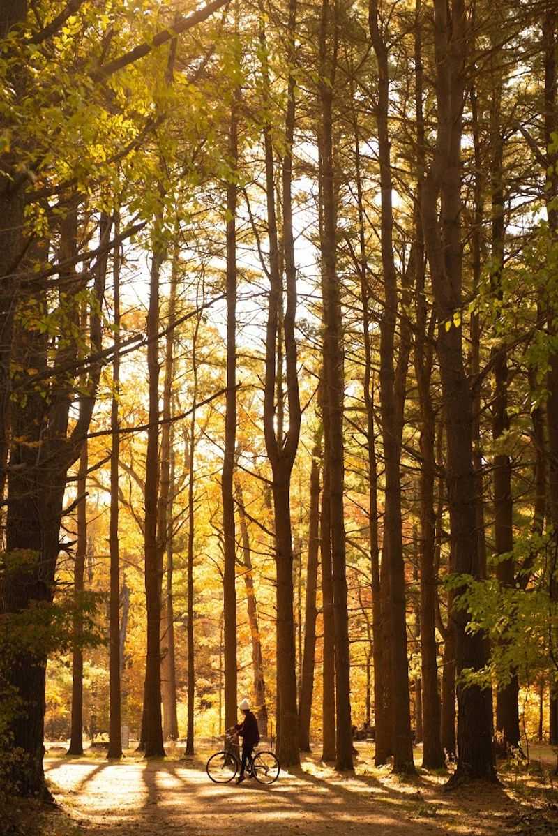 28 Acres of Woodland Magic Right Outside Your Door