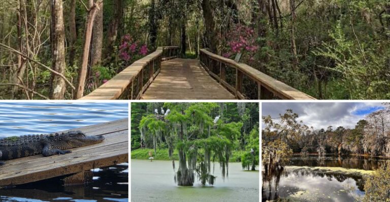 A 60 Acre Garden in South Carolina Takes You Through A Lush and Enchanting Swamp
