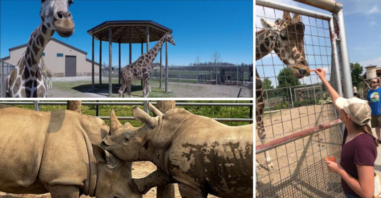 A 80 Acre Michigan Animal Park Lets You Hand Feed Giraffes and It’s An Unforgettable Experience