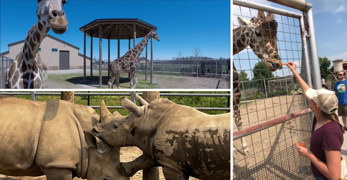 A 80 Acre Michigan Animal Park Lets You Hand Feed Giraffes and Its An Unforgettable