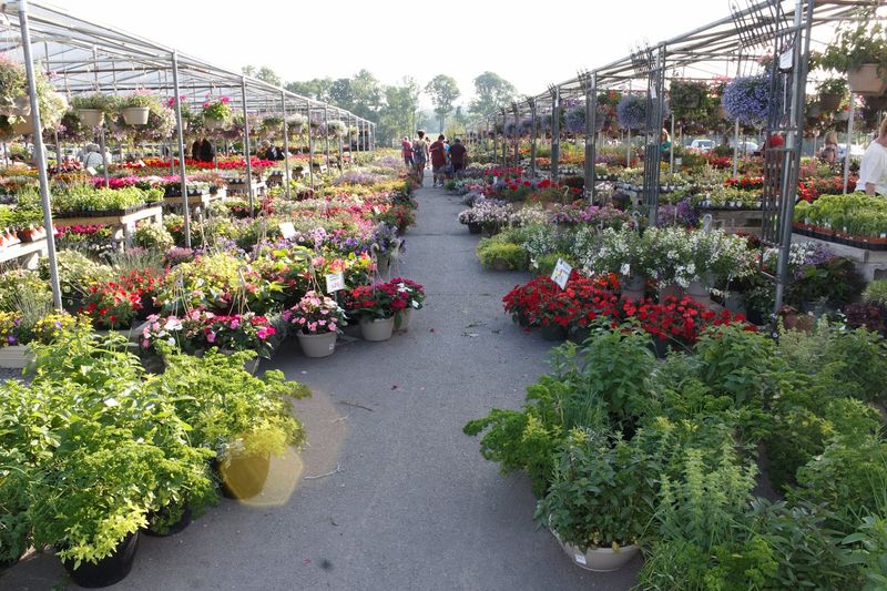 A Blooming Garden and Flower Section That Steals the Show