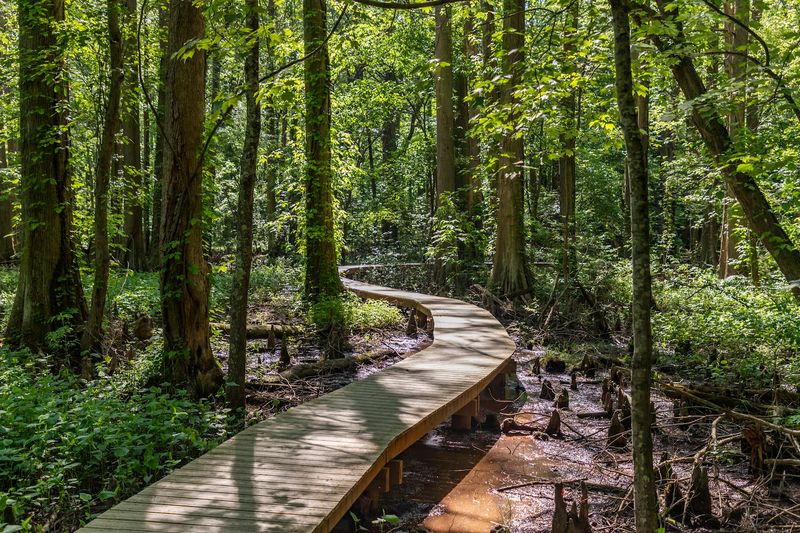 A Boardwalk Trail That Keeps You Above the Swamp A Boardwalk Trail That Keeps You Above the Swamp