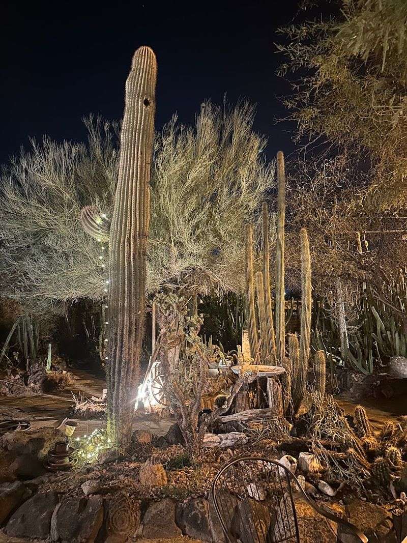 A Cactus Garden That Steals the Show