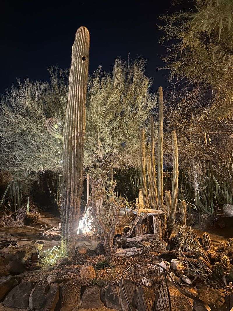 A Cactus Garden Unlike Anything You Have Seen A Cactus Garden Unlike Anything You Have Seen