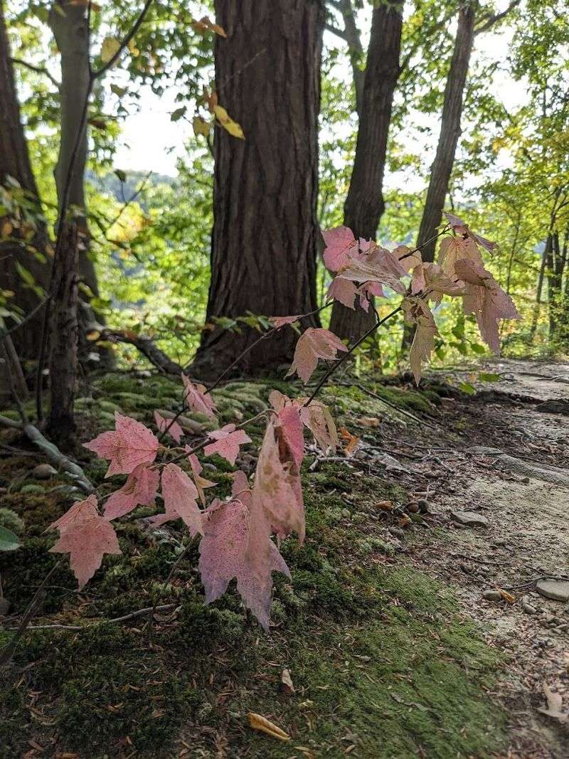 A Childhood Favorite That Grows With You
