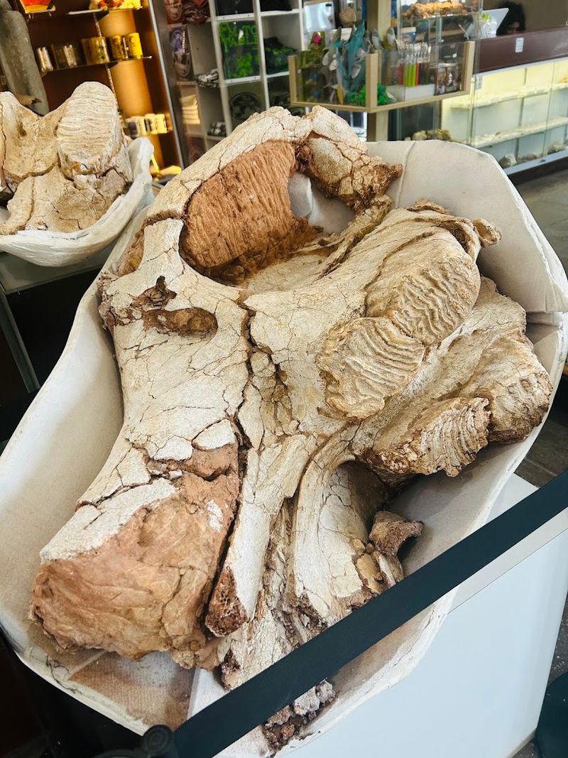 A Columbian Mammoth Skull Discovery A Columbian Mammoth Skull Discovery