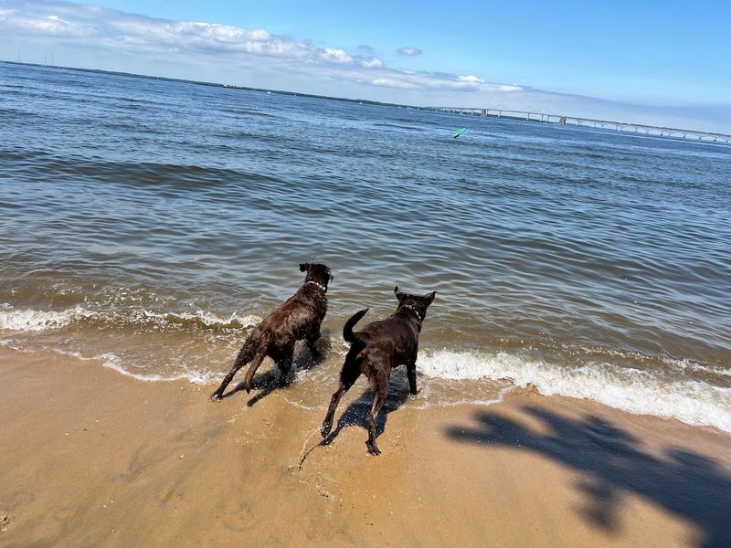 A Dog Beach That Actually Impresses