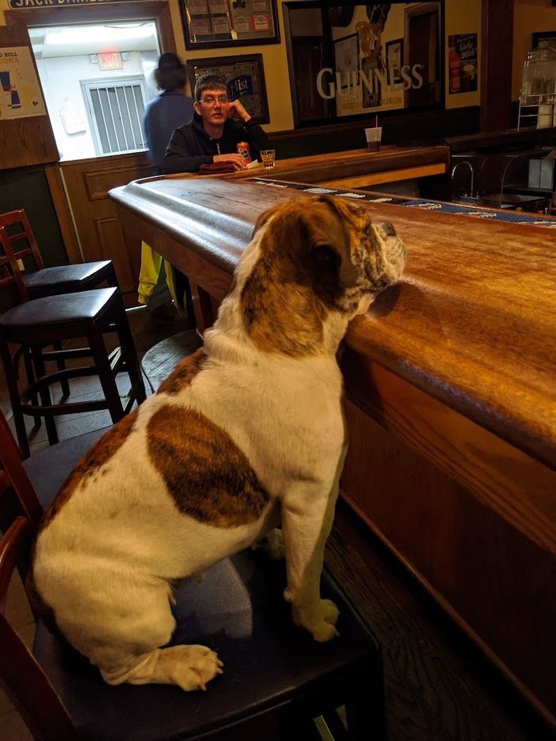 A Dog-Friendly Bar That Welcomes Four-Legged Guests