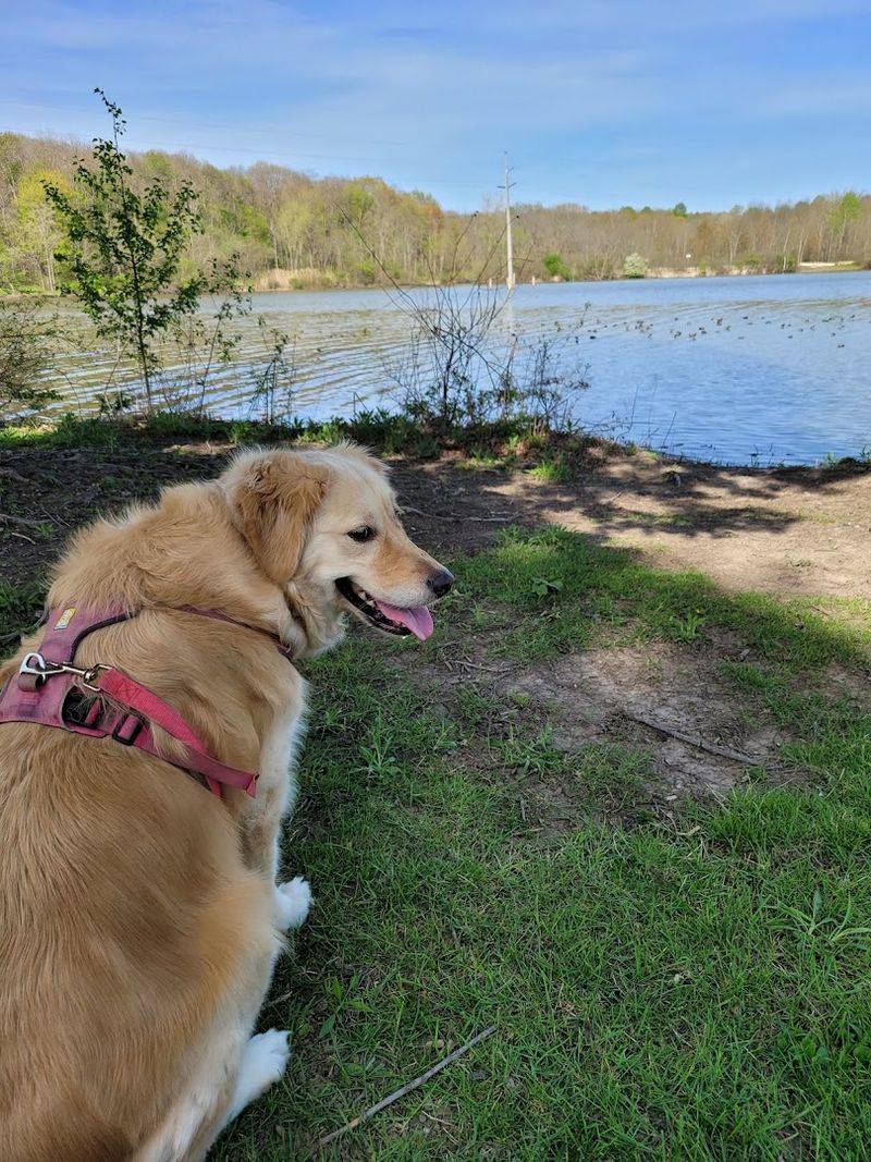 A Dog Park That Actually Respects the Dogs