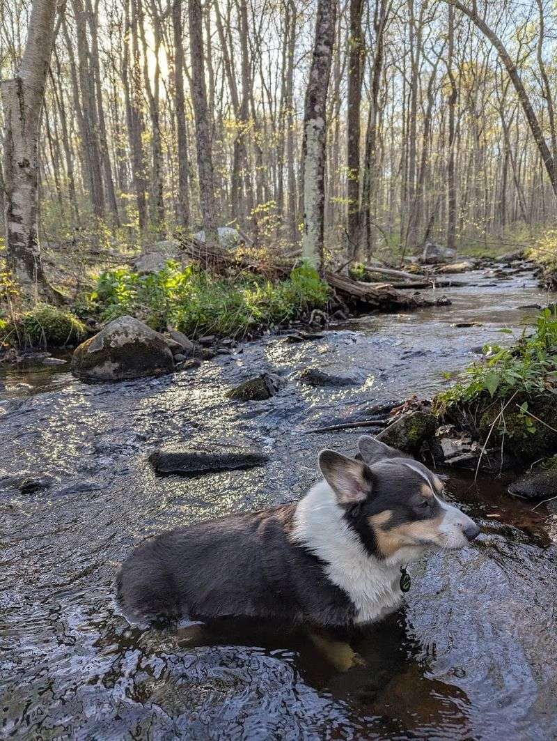 A Dog's Absolute Paradise in the Woods A Dog's Absolute Paradise in the Woods