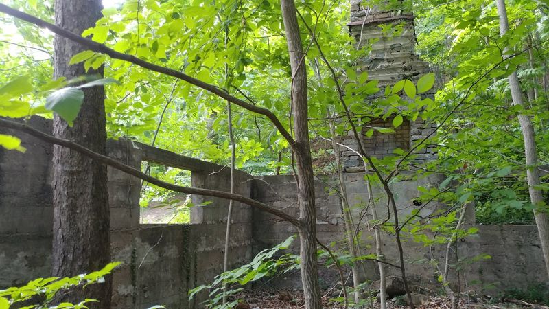 A Forest Full of Surprising History