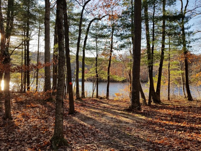 A Forest That Has Been Here Longer Than You Think A Forest That Has Been Here Longer Than You Think