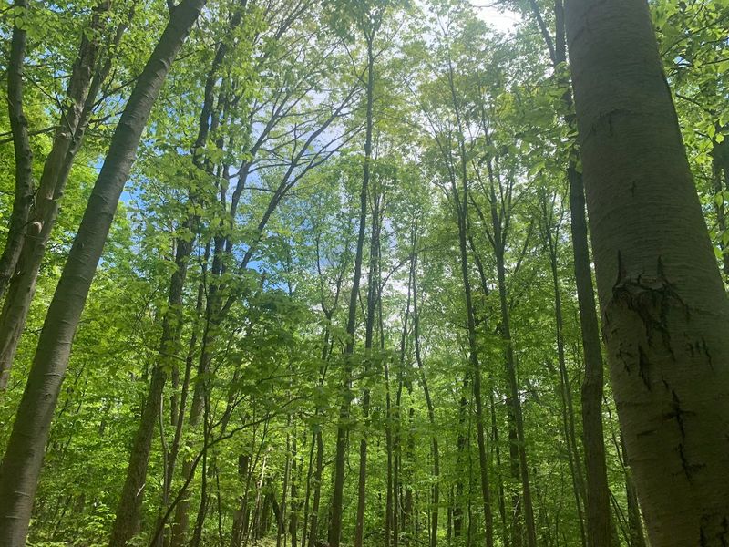A Forested Escape Unlike Any Other in New Jersey A Forested Escape Unlike Any Other in New Jersey