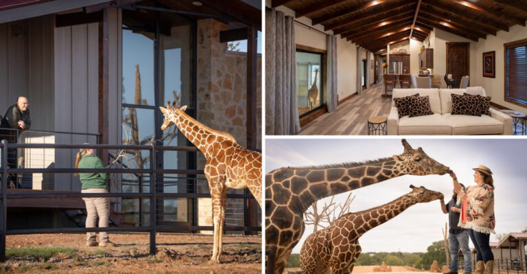 A Hotel on A Giraffe Barn in Texas Is One of the Coolest Places to Spend the Night