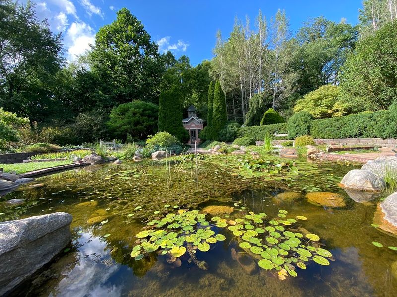 A Lily Pond Straight Out of a Fairytale