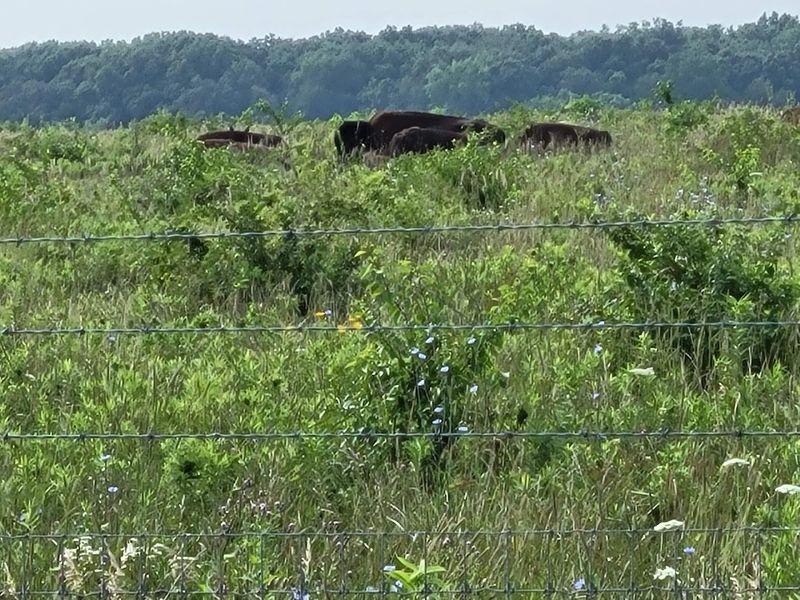 A Living Bison Herd You Can Actually See A Living Bison Herd You Can Actually See