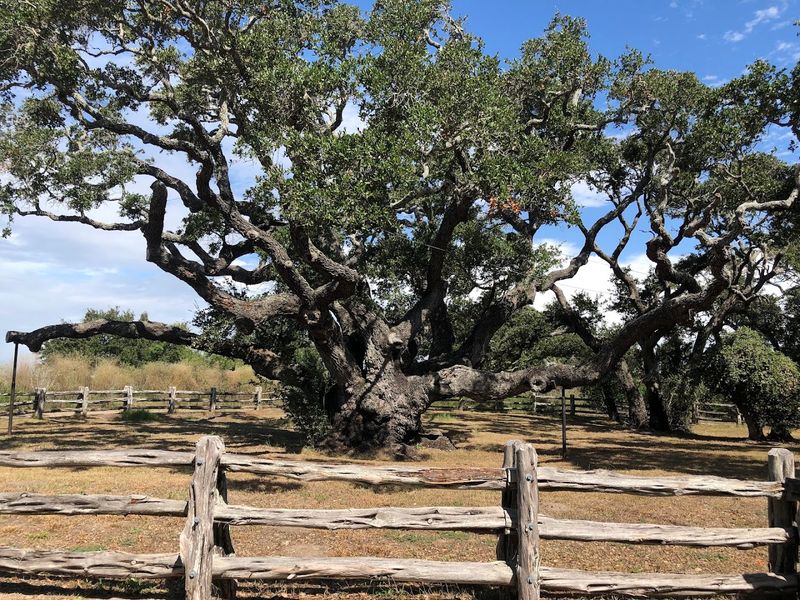 A Living Giant With 1,000 Years of Stories