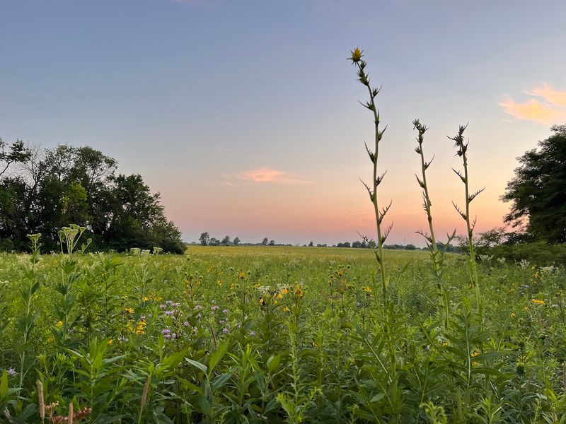 A Living Laboratory of Prairie Restoration