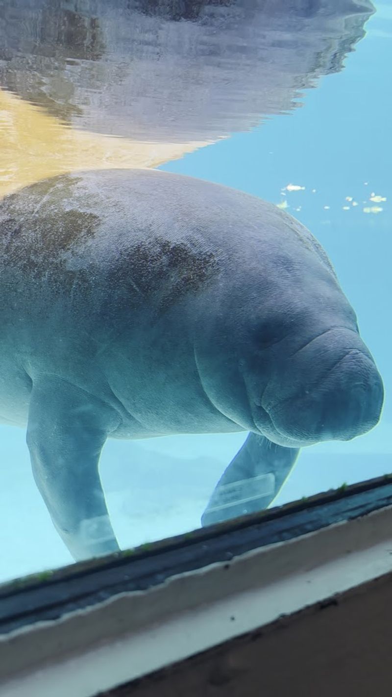 A Living Legend: The 71-Year-Old Manatee's Story A Living Legend: The 71-Year-Old Manatee's Story