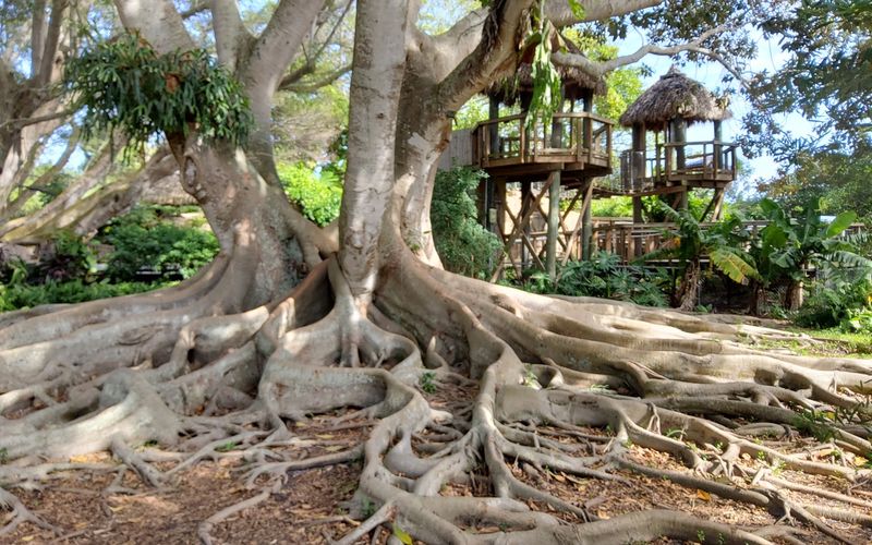 A Magical Rainforest and Children's Area A Magical Rainforest and Children's Area