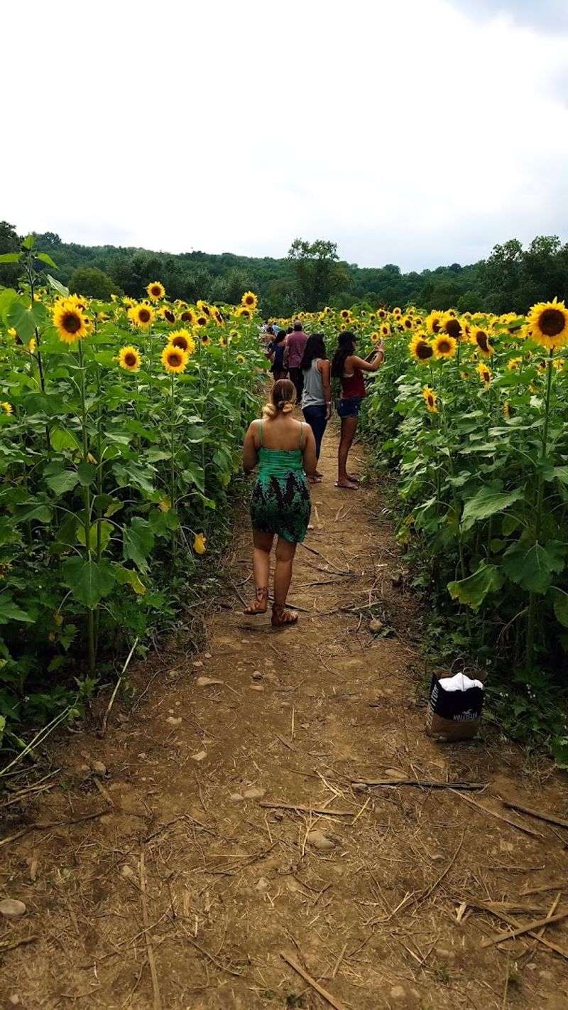 A Maze Like No Other in New Jersey