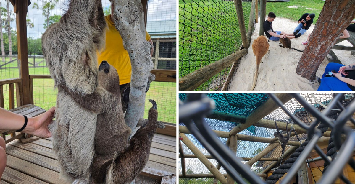 A One of A Kind Florida Zoo Lets You Hold A Sloth and Hug A Kangaroo Up Close