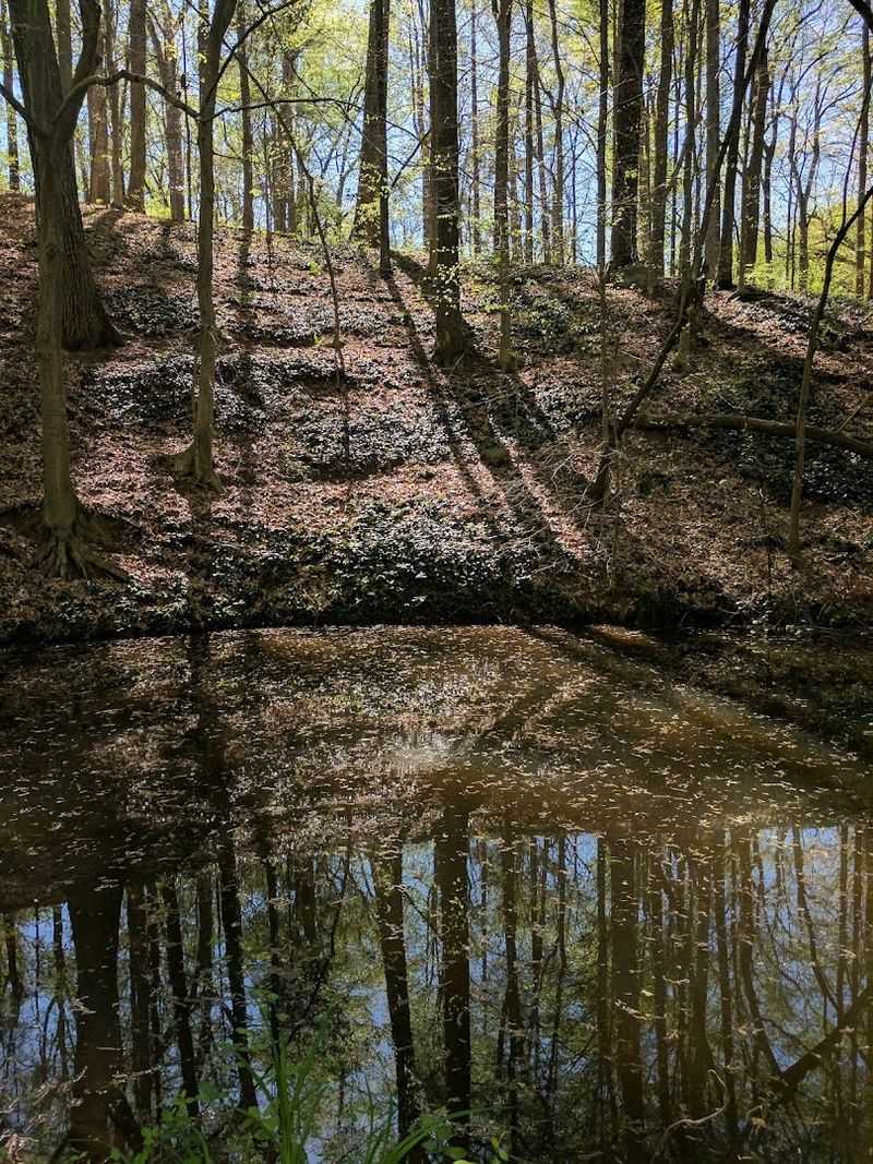 A Peaceful Pond Hidden Deep in the Forest A Peaceful Pond Hidden Deep in the Forest
