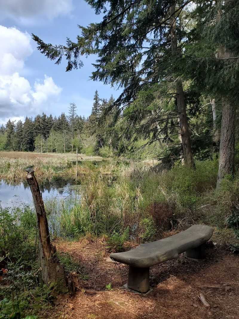 A Peaceful Pond Perfect for Quiet Reflection