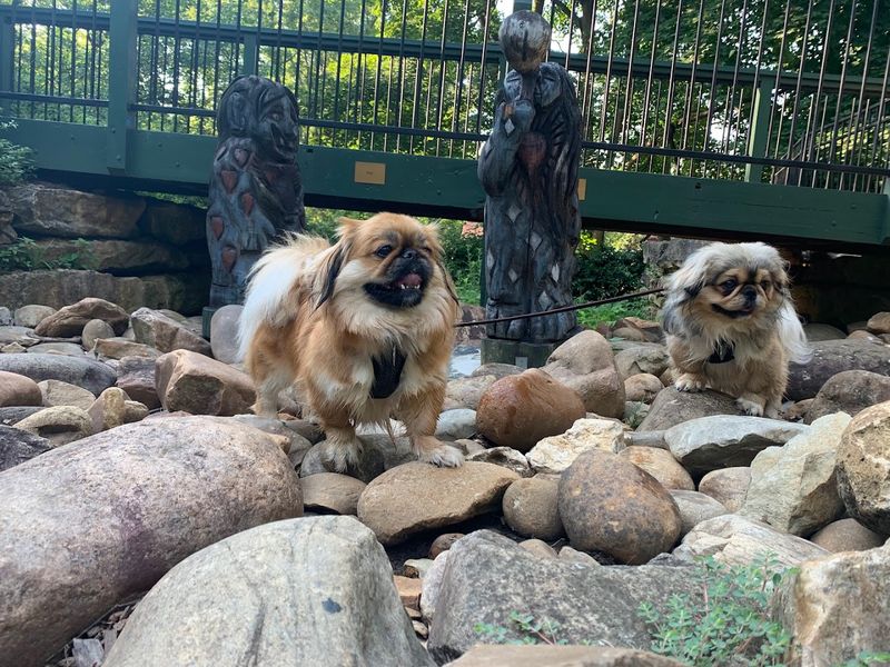 A Pet-Friendly Escape That Dogs Absolutely Love