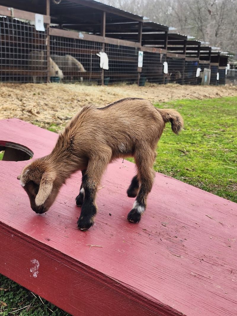 A Petting Zoo Packed With All Kinds of Animals