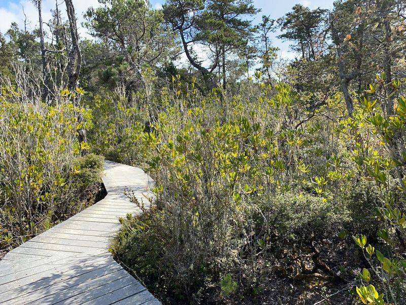 A Pygmy Forest That Looks Like It Belongs in a Fairy Tale A Pygmy Forest That Looks Like It Belongs in a Fairy Tale