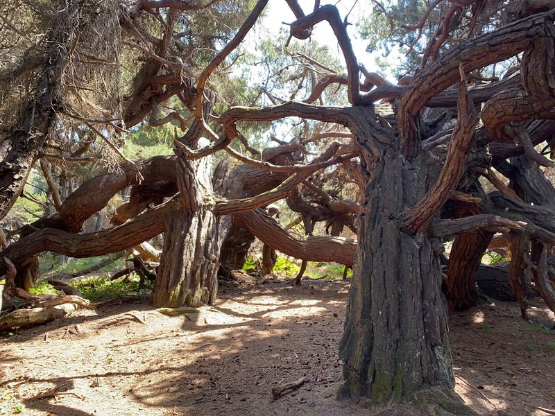 A Pygmy Forest Unlike Anything You Have Seen