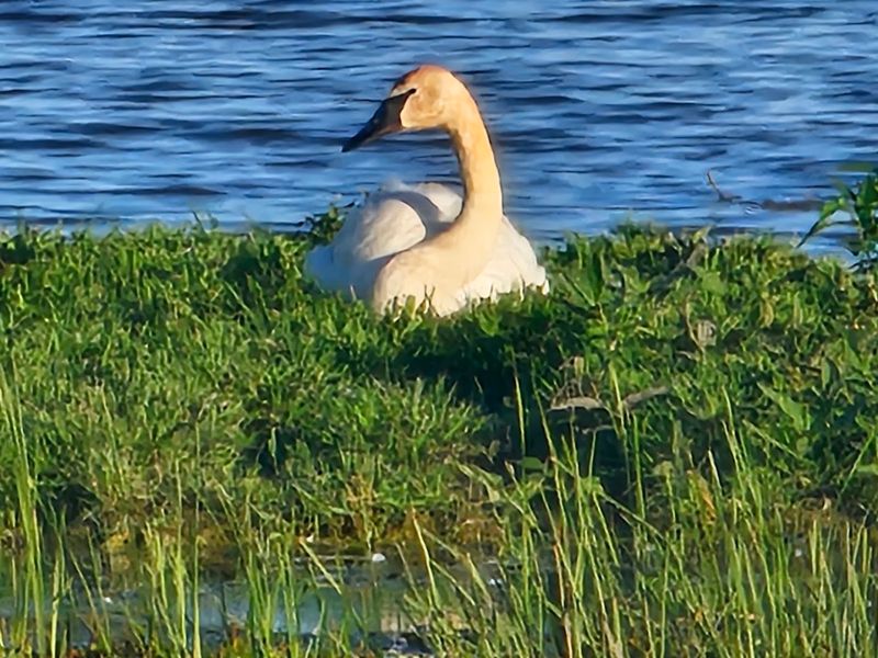 A Rare Chance to Experience Michigan's Wetland Ecosystem Up Close